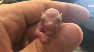 What To Do If You Come Across A Fallen Baby Squirrel