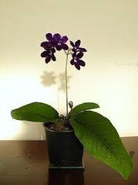 Image result for Streptocarpus milanjianus