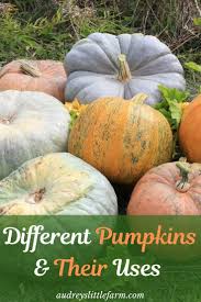 A unique, flat white pumpkin; Different Types Of Pumpkins And Their Uses