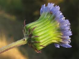 Image result for Crassocephalum rubens