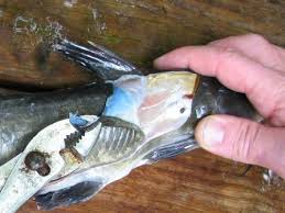 Some fish are pretty easy to clean. How To Skin Channel Catfish Freshwater Fishing News