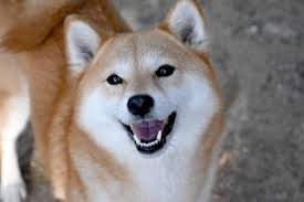 犬 笑顔 ストレス