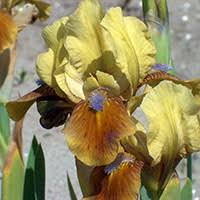 iris pumila