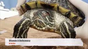 Turtle Swollen Eyes and Vitamin A Deficiencies - All Turtles