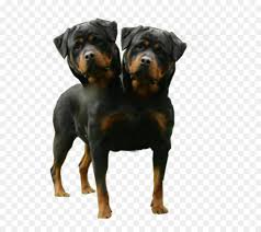 Amerikan Ingilizcesi Polycephaly Iki Basli Kopek Coonhound Ask Odun Seffaf Png Goruntusu