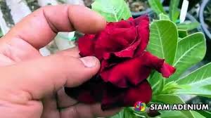 1674), book iv, line 256. Rose Without Thorns Youtube