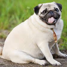 With its reduced calorie and reduced fat. Obesity In Dogs How To Help Your Dog Lose Weight