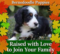 Click here for our facebook link. Maple Valley Puppies Petigree