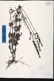 Image result for Buchnera lastii