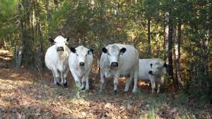 Black And White Cow Breeds Uk The British White Is A Naturally Polled British Cattle Breed White With Black Or Red Points Used Mainly For Beef It Has Cattle Animals Wild Heritage Breeds