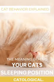 Cat Sleeping Position Meanings What Does Belly Up Or Curled Up Mean Cat Sleeping Positions Cat Sleeping Cat Parenting