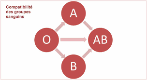 « on modifie le groupe sanguin pour, à terme, créer des échantillons de sang dont on ne dispose pas », a expliqué le docteur claude bagnis lors d'une « c'est une étape, mais on est encore très loin du compte. L Abc Des Groupes Sanguins Planete Sante
