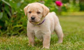 Dogs Hurtle Into Middle Age In Just Two Years New Research Reveals Daily Mail Online