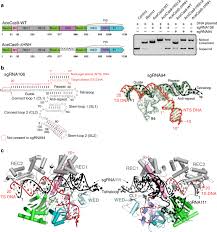 Constant function uses view/pure/constant to decorate, will return the result on the node it is called and not be broadcasted in the form of a transaction. The Molecular Basis For Recognition Of 5 Nnncc 3 Pam And Its Methylation State By Acidothermus Cellulolyticus Cas9 Nature Communications