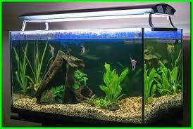 Download your favorite stl files and make them download the 3d print files tagged with keyword aquarium. Apakah Lampu Akuarium Perlu Dimatikan Dunia Fauna Hewan Binatang Tumbuhan Planted Aquarium Aquarium Ikan Aquarium Air Tawar