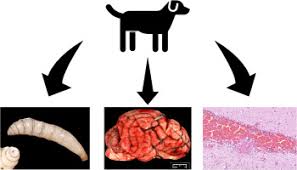 Image result for cuterebriasis in dogs