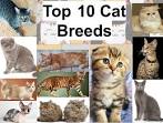 CAT LOVER’S GUIDE TO THE TOP 10 CAT BREEDS