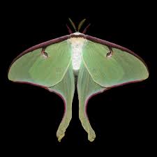Luna Moth Male Actias Luna Crosby Ontario C Jim Des Rivieres Luna Moth Moth Print Moth