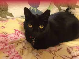 Pin By Raspberryjam0031 On My Cats Cats Animals Black Cat