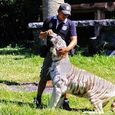 Maybe you would like to learn more about one of these? 10 Pertanyaan Penting Yang Ingin Anda Ajukan Pada Pawang Harimau