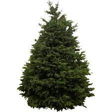 Young Evergreen Tree Tree Small Pine Trees Evergreen