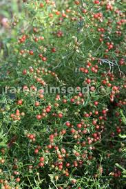 Image result for Felicia filifolia