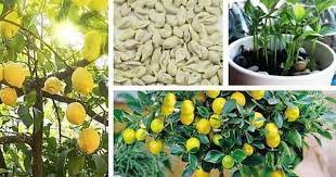 evde limon cimlendirme ve saksida yetistirme ev icinde bitki bakimi saksi bahceciligi ve saksi bitkileri