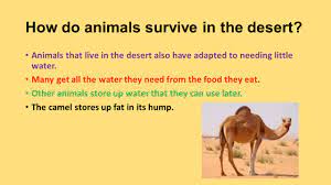 Contrary to popular belief, they're camels' humps are punishment, if one reads the story how the camel got its hump by rudyard camel's humps are a remarkable feature that assist the animals in perfectly adapting to their desert. Desert Habitat Science Grade Ppt Video Online Download
