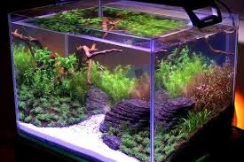 Bagaimana cara memulai akuarium air asin? 36 Cara Membuat Aquarium Untuk Ikan Cupang Png