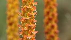 Image result for Disa cryptantha