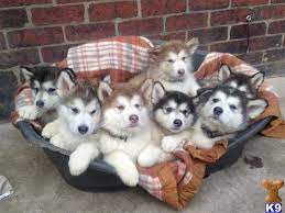 Place a free ad today! Alaskan Malamute Puppies For Sale Uk