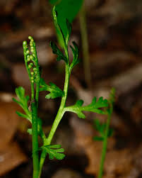 Image result for Ophioglossaceae