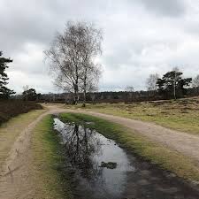 Puddlegram Tree Birch Westruperheide Landscapephotography Snowisintheair Landscape Photography Country Roads Pictures