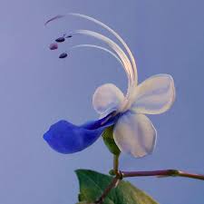 Image result for Rotheca