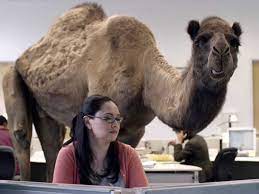 But uglier yet is the hump we get from having too little to do. People Share Geico S Camel Ad On Wednesday