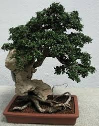 In this video i have shown how to grow neem bonsai. Horticulture Landscaping Bonsai