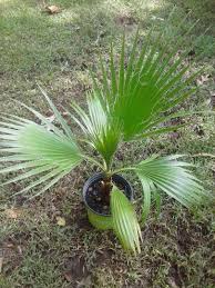 Shop online washingtonia robusta and many other three and palms seeds. How Do I Get Water To These Seeds Help Discussing Palm Trees Worldwide Palmtalk
