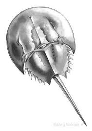 Pin On Natural Science Illustrations