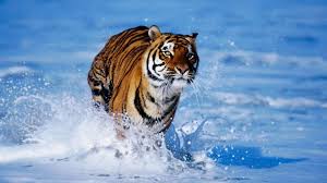 Wild Animal Hd Wallpapers 2 Jpg Jpeg Image 1920 1080 Pixels Tiger In Water Pet Tiger Animals Wild