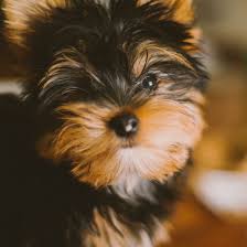 Even dogs that do not love to listen to and dance to live music or eat some delicious. Yorkshire Terrier Puppies For Sale Breeders In Detroit Mi