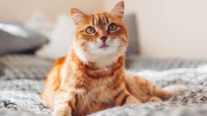 How Smart Are Cats? | PetMD