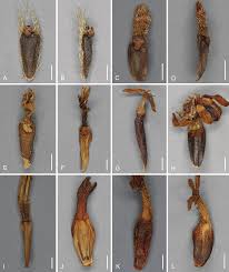 Image result for Anisopappus kirkii