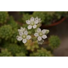 Image result for Monadenium hirsutum