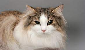 They are generally very gentle and make. Norwegian Forest Cat Breed Information