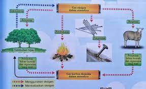 Kitar karbon bermula dengan pengikatan gas karbon dioksida oleh tumbuhan hijau melalui prosesfotosintesis. Komposisi Udara
