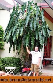 Philodendron Stenolobum Philodendron Plant Plants Cool Plants