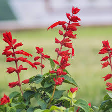 Image result for Salvia coccinea