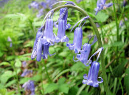 (you don't want to know what gross. English And Spanish Bluebells Features Facts And Problems Owlcation