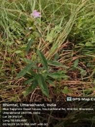 Image result for Barleria crassa