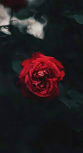 Pin By Hala Ali On Flowers Rose Wallpaper Beautiful Wallpapers Art Wallpaper